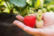 Strawberries are rich in antioxidants and vitamin C. (Image via Pexels/Aphiwat Chuangchoem)